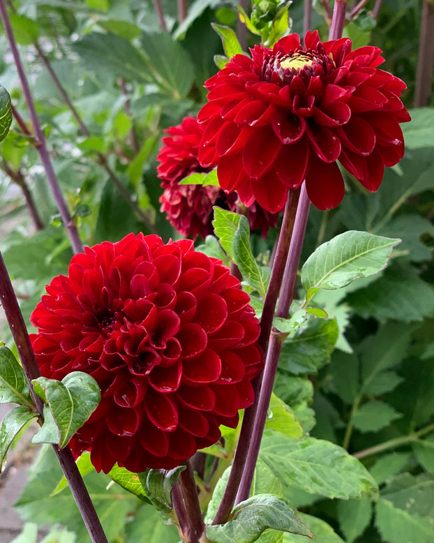 Dahlia 'Tam Tam'