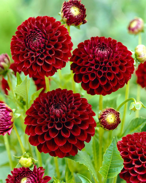 Dahlia 'Tam Tam'
