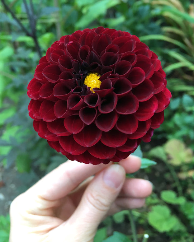 Dahlia 'Tam Tam'