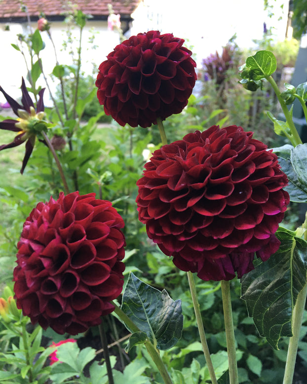 Dahlia 'Tam Tam'