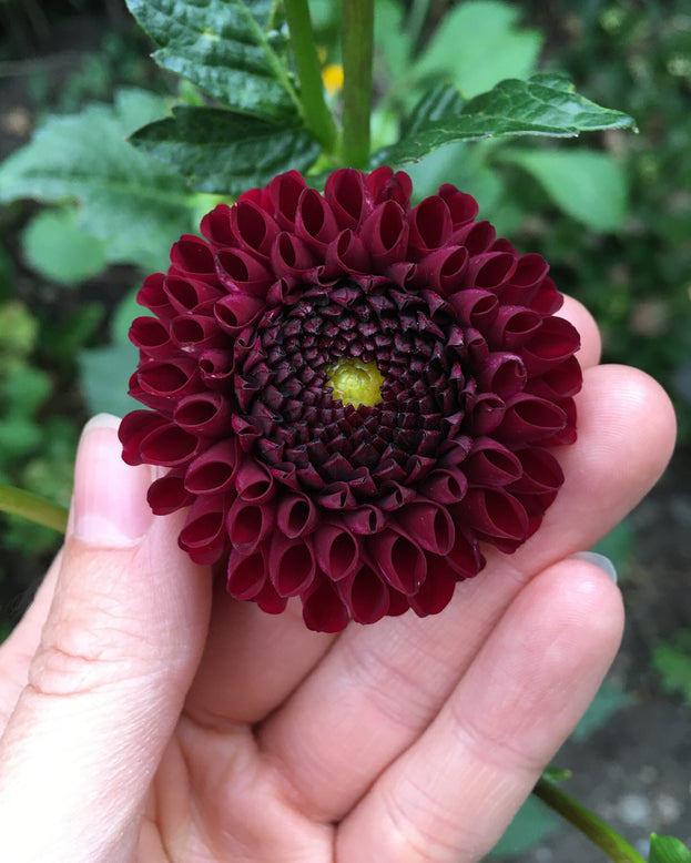 Dahlia 'Tam Tam'