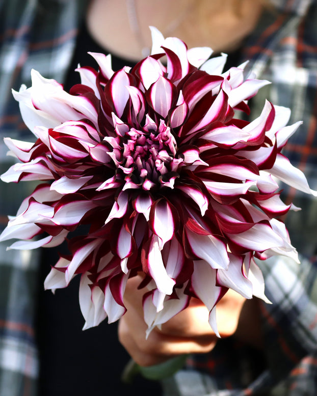 Dahlia 'Tartan'