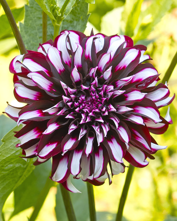 Dahlia 'Tartan'