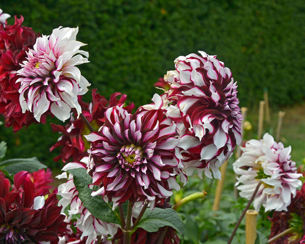 Dahlia 'Tartan'