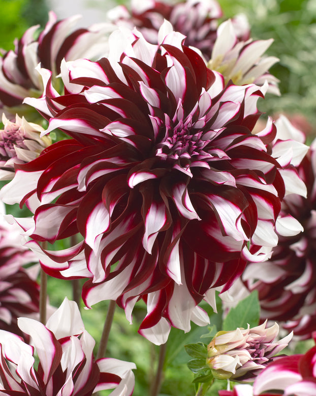 Dahlia 'Tartan'