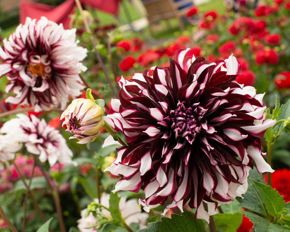 Dahlia 'Tartan'