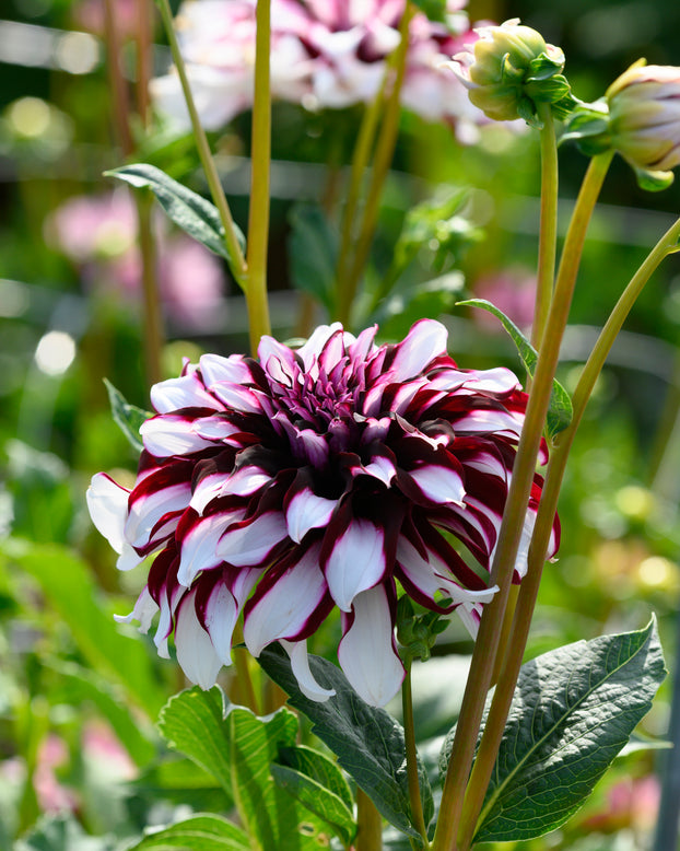 Dahlia 'Tartan'