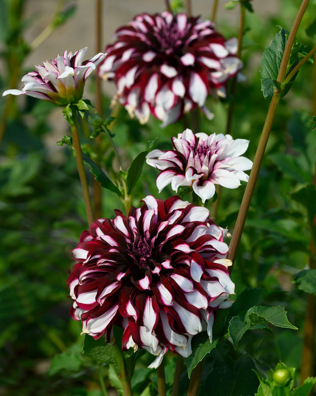 Dahlia 'Tartan'