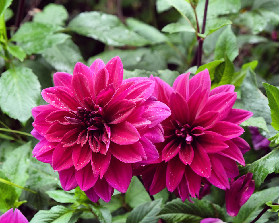 Dahlia 'Thomas A. Edison'