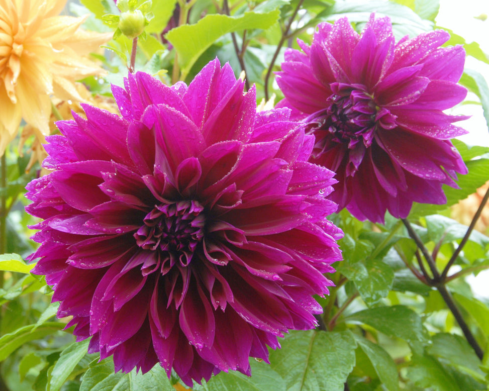 Dahlia 'Thomas A. Edison'