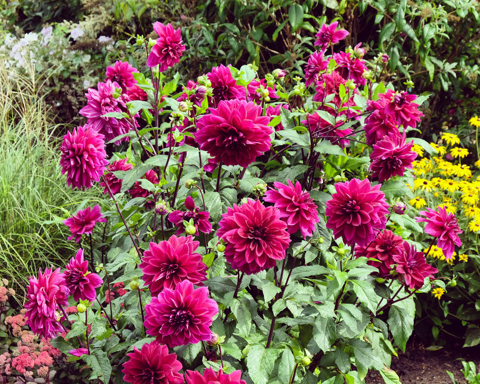 Dahlia 'Thomas A. Edison'