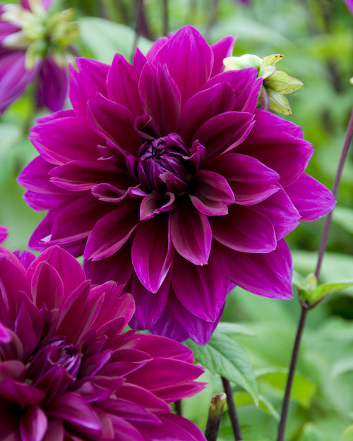 Dahlia 'Thomas A. Edison'
