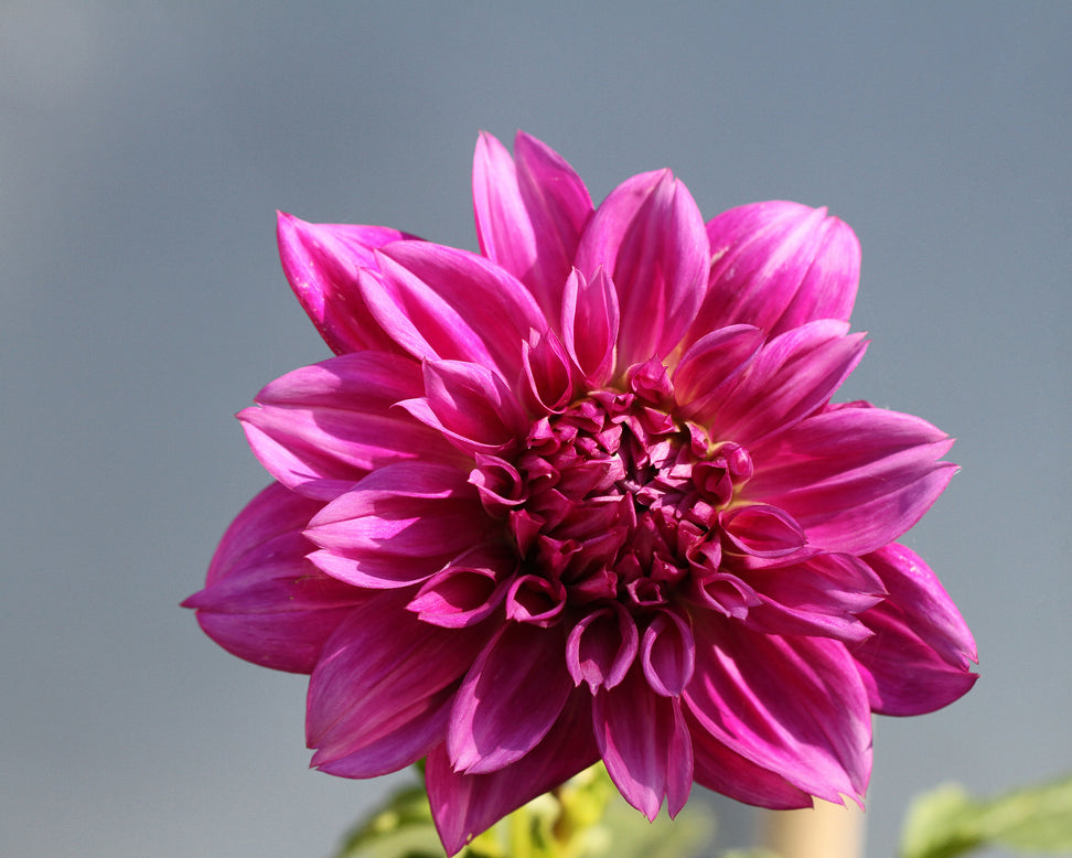 Dahlia 'Thomas A. Edison'