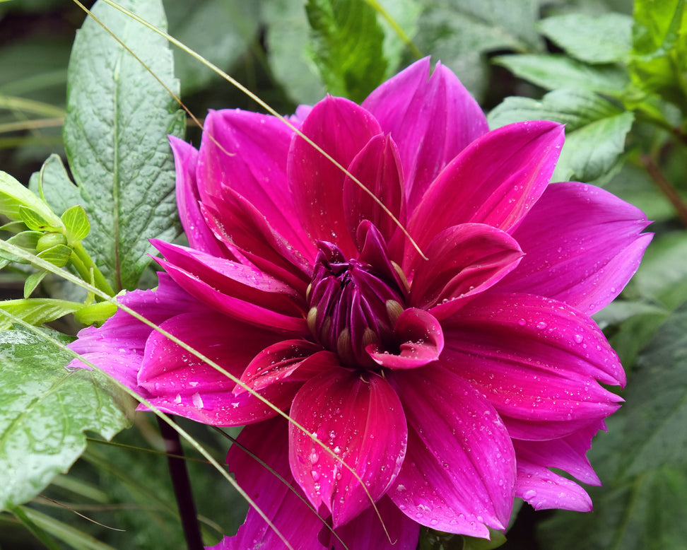 Dahlia 'Thomas A. Edison'