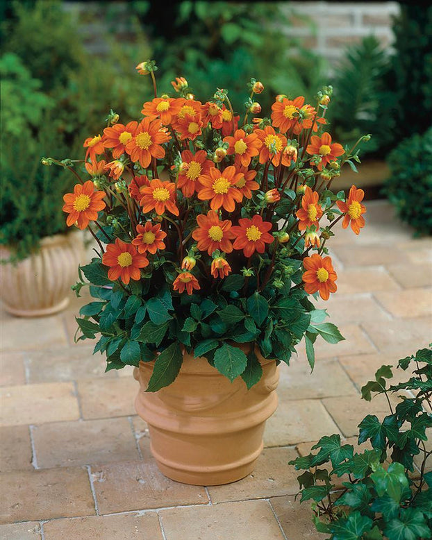 Dahlia 'Topmix Orange'