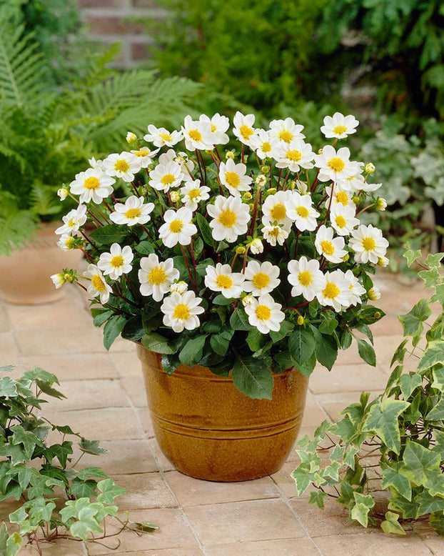 Dahlia 'Topmix White'