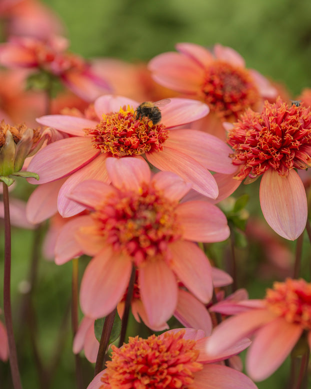 Dahlia 'Totally Tangerine'