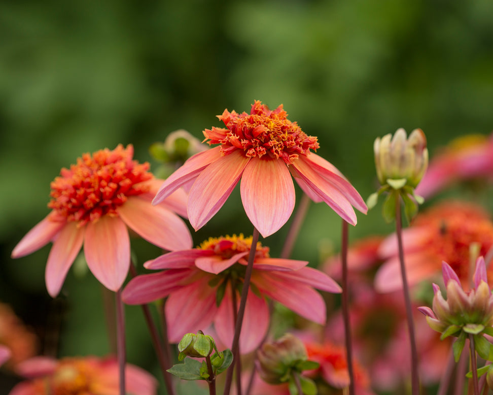 Dahlia 'Totally Tangerine'