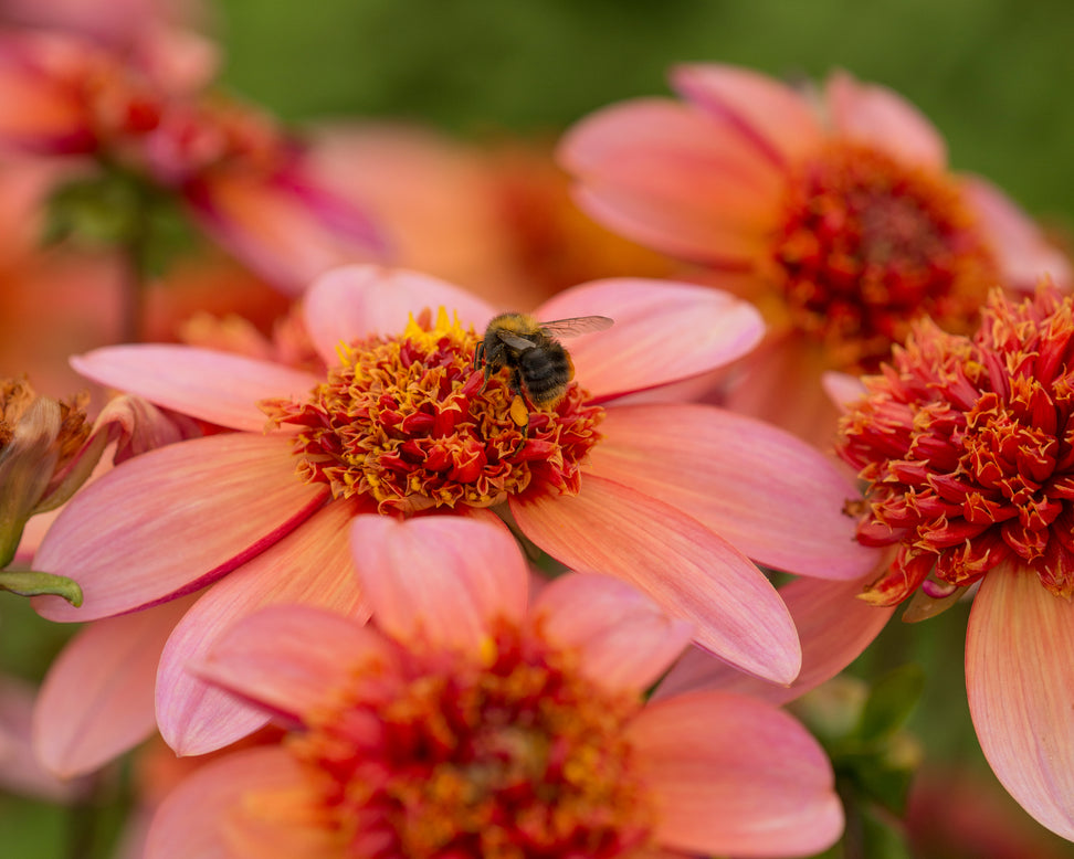 Dahlia 'Totally Tangerine'