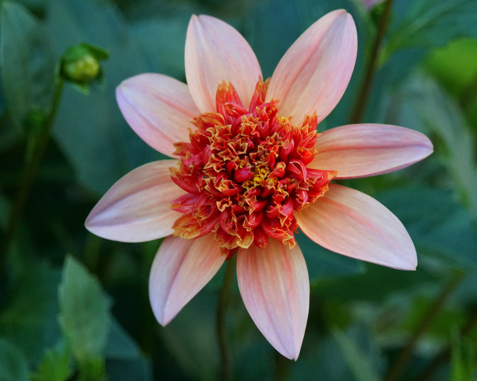 Dahlia 'Totally Tangerine'
