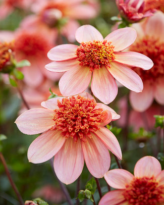 Dahlia 'Totally Tangerine' Dahlia 'Totally Tangerine'