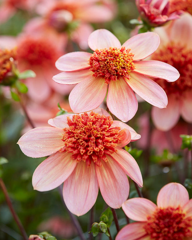 Dahlia 'Totally Tangerine'