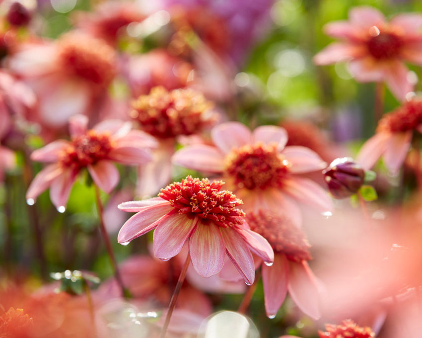 Dahlia 'Totally Tangerine'
