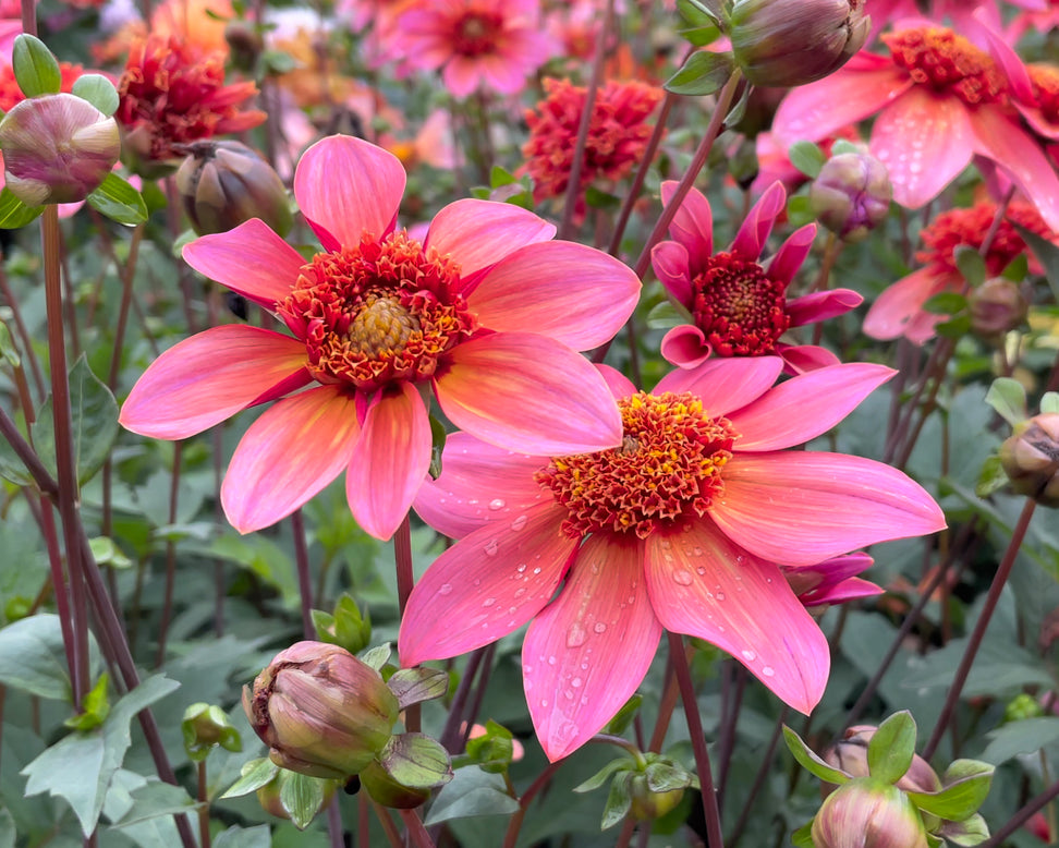 Dahlia 'Totally Tangerine'