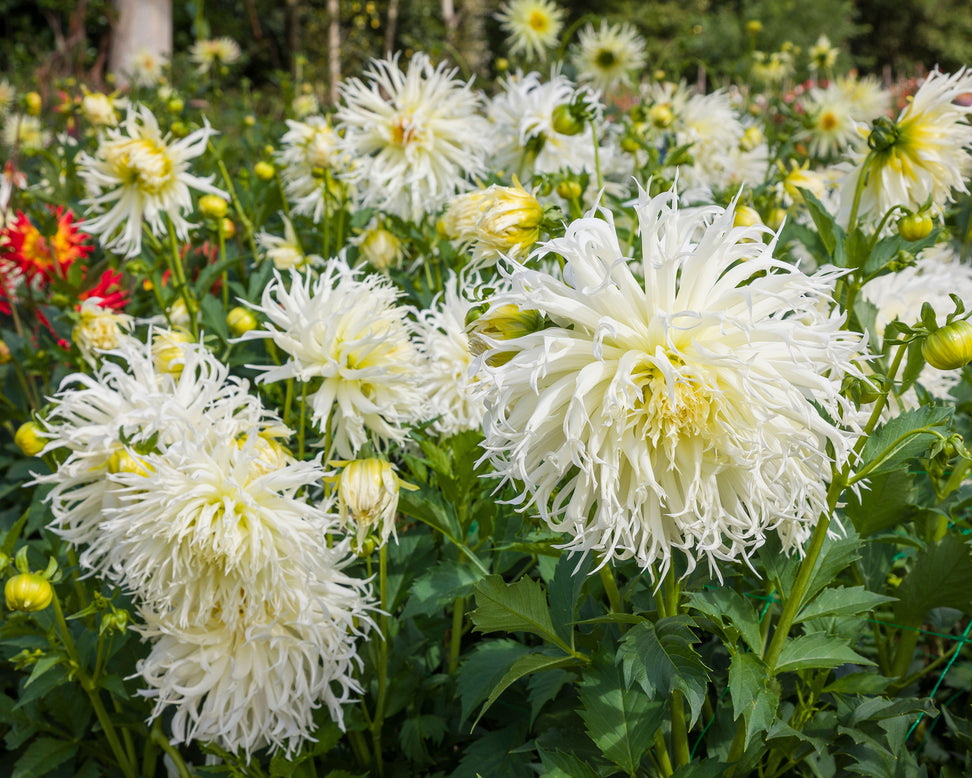 Dahlia 'Tsuki-yori-no-shisha'