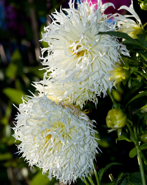 Dahlia 'Tsuki-yori-no-shisha'