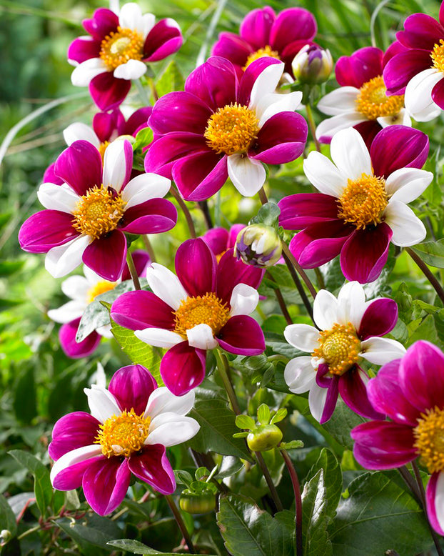Dahlia 'Twyning's Smartie'