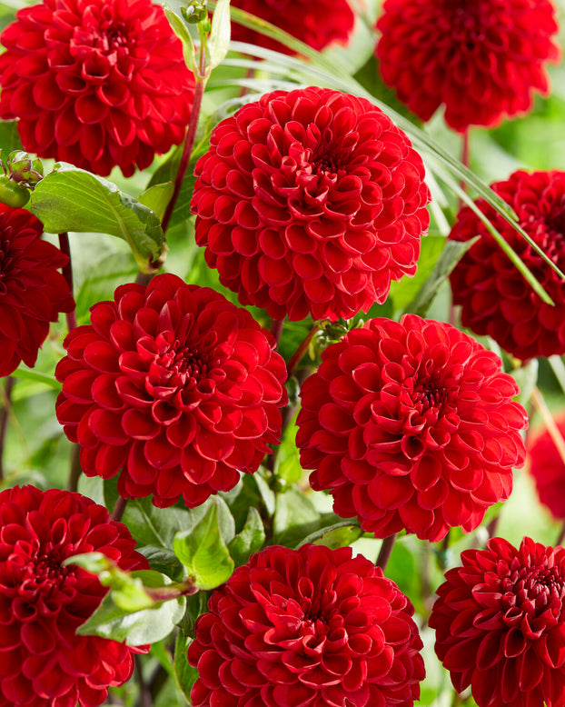 Dahlia 'Viking'