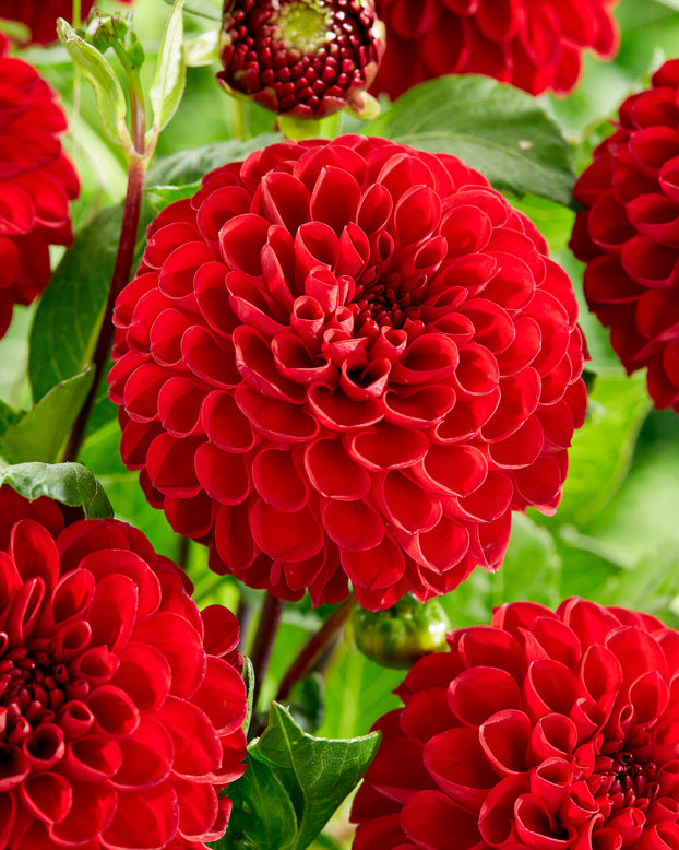 Dahlia 'Viking'