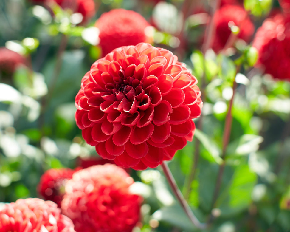 Dahlia 'Viking'