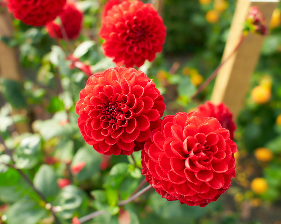 Dahlia 'Viking'