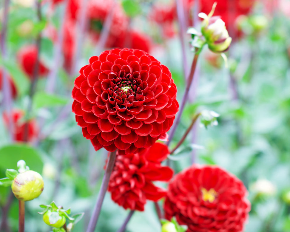 Dahlia 'Viking'