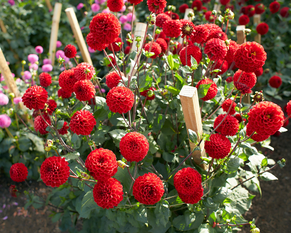 Dahlia 'Viking'