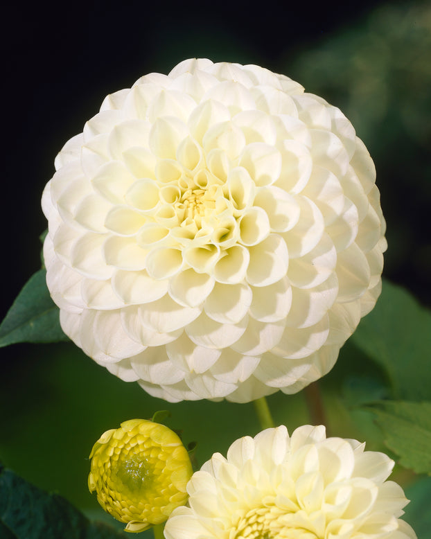 Dahlia 'White Aster'
