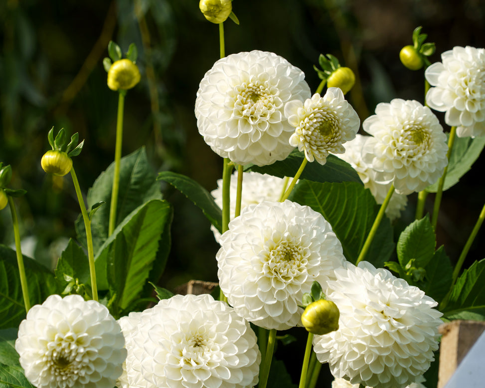 Dahlia 'White Aster'