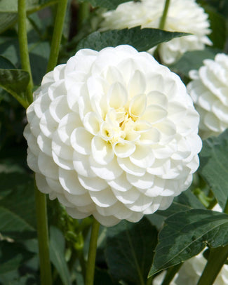 Dahlia 'White Aster'