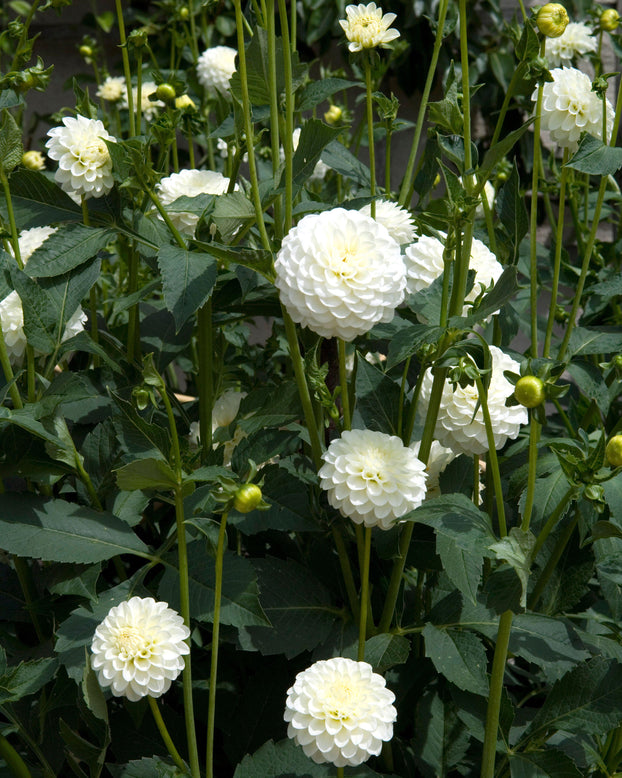 Dahlia 'White Aster'