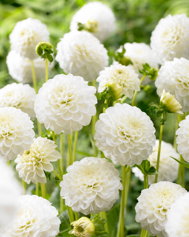 Dahlia 'White Aster'