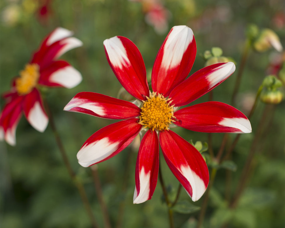 Dahlia 'Windmill'