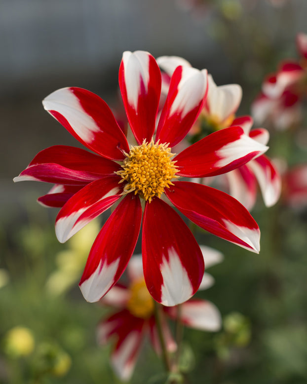Dahlia 'Windmill'