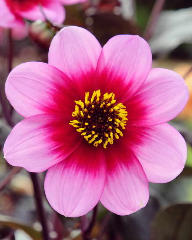 Dahlia 'Wishes n Dreams'