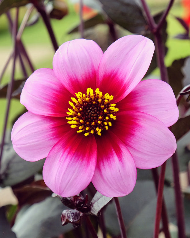 Dahlia 'Wishes n Dreams'