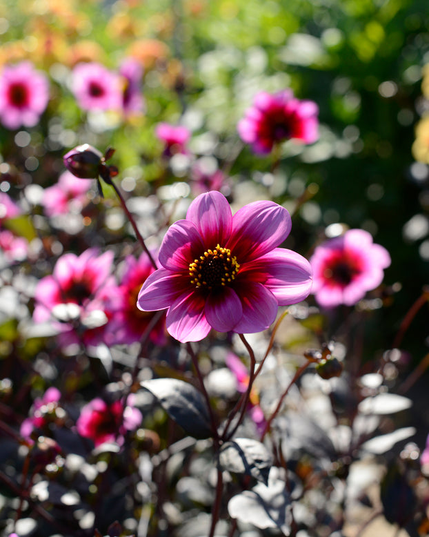 Dahlia 'Wishes n Dreams'