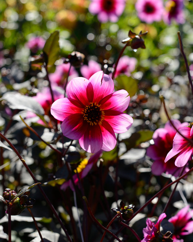 Dahlia 'Wishes n Dreams'