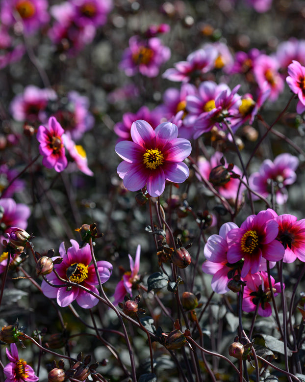 Dahlia 'Wishes n Dreams'