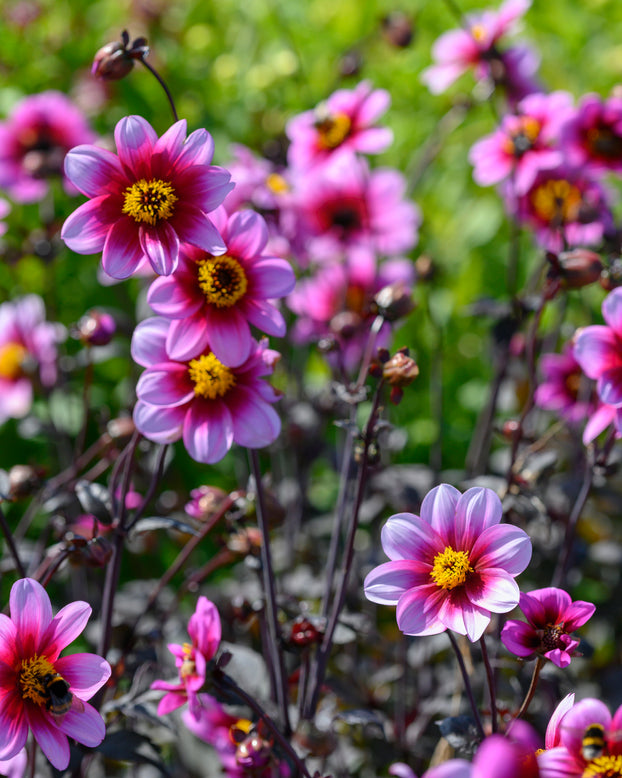 Dahlia 'Wishes n Dreams'